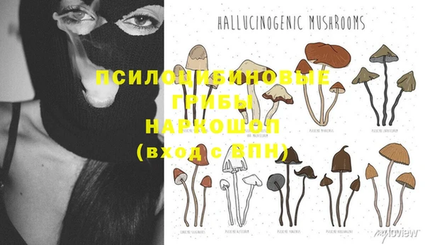 стафф Алексин